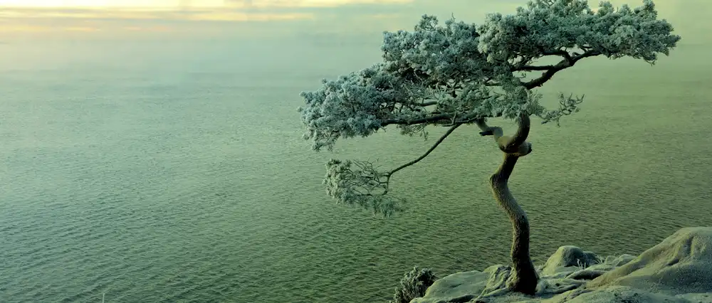 A lone tree on a rock.